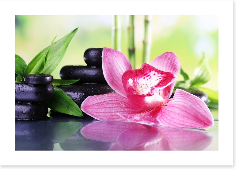 Orchid elegance