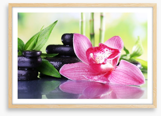 Orchid elegance