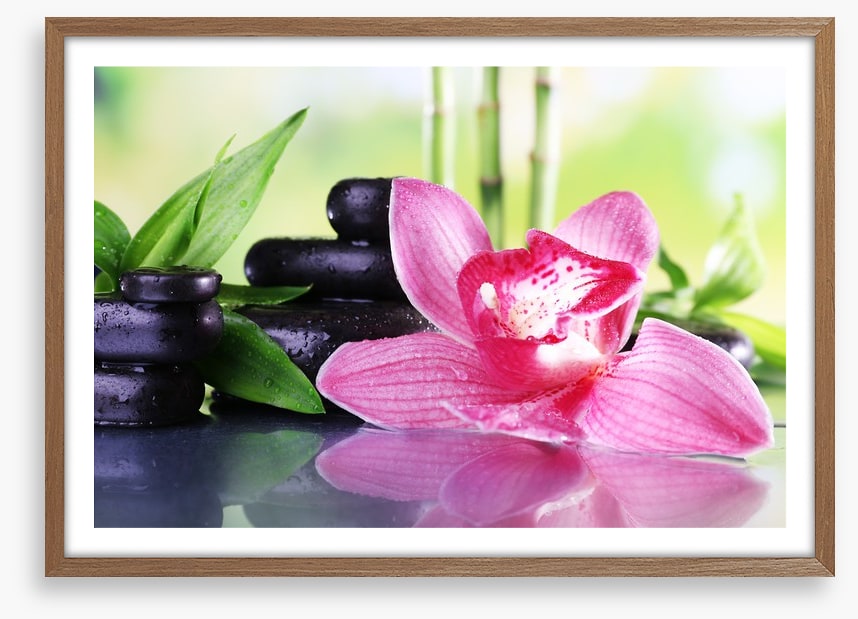 Orchid elegance