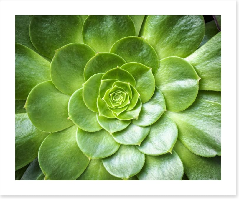 Tropical succulent