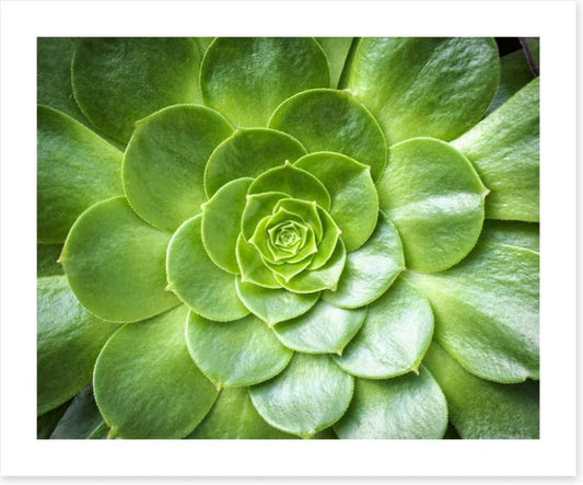 Tropical succulent