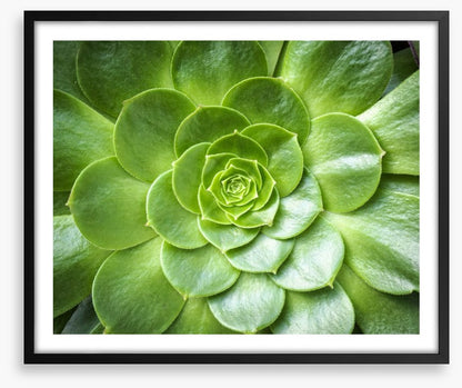 Tropical succulent