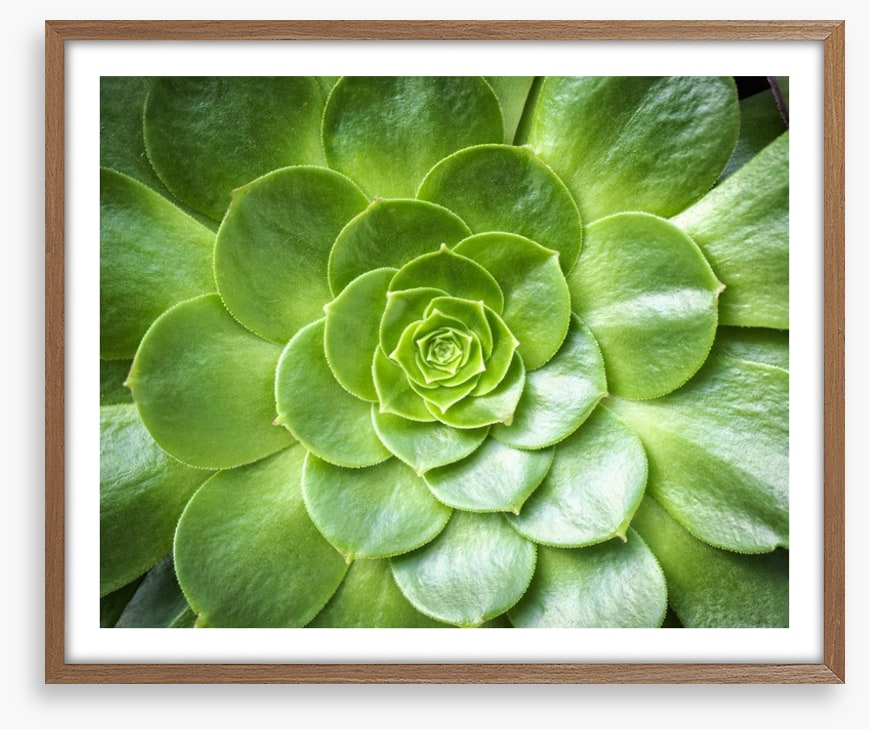 Tropical succulent