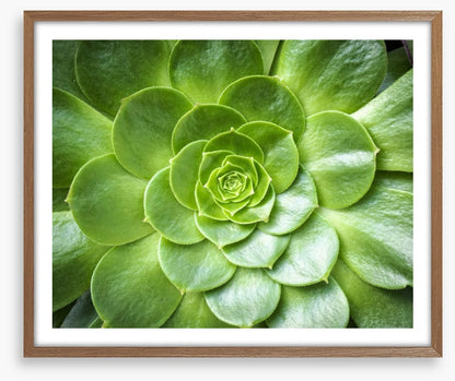 Tropical succulent