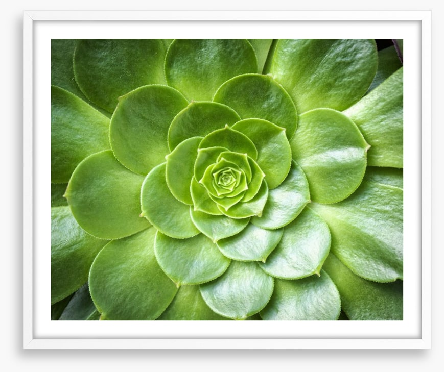 Tropical succulent