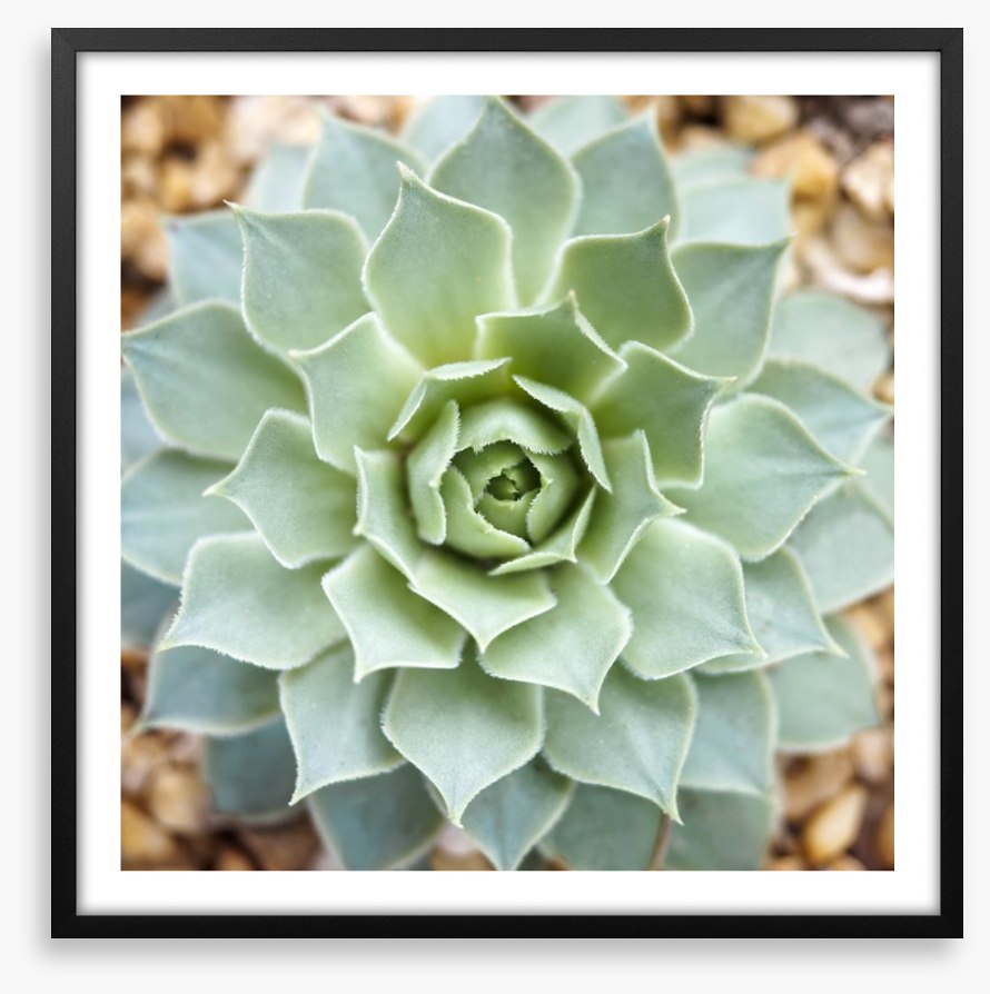 Radial succulent