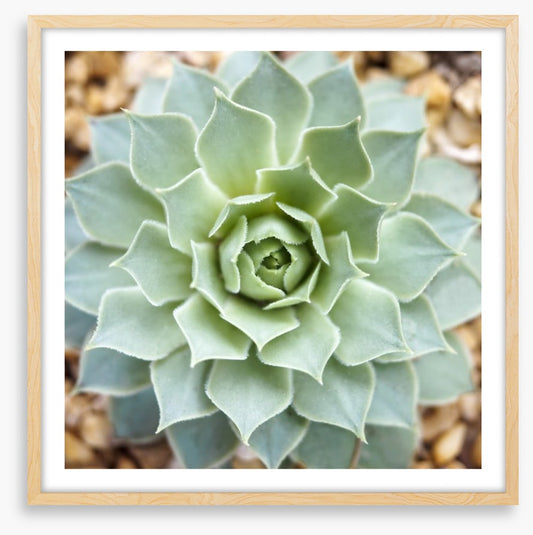 Radial succulent