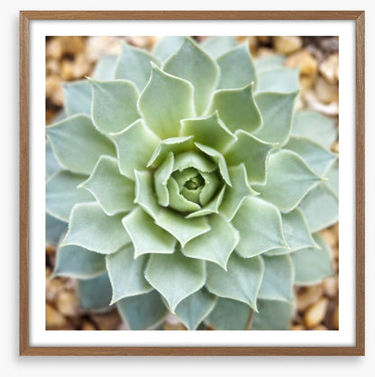 Radial succulent