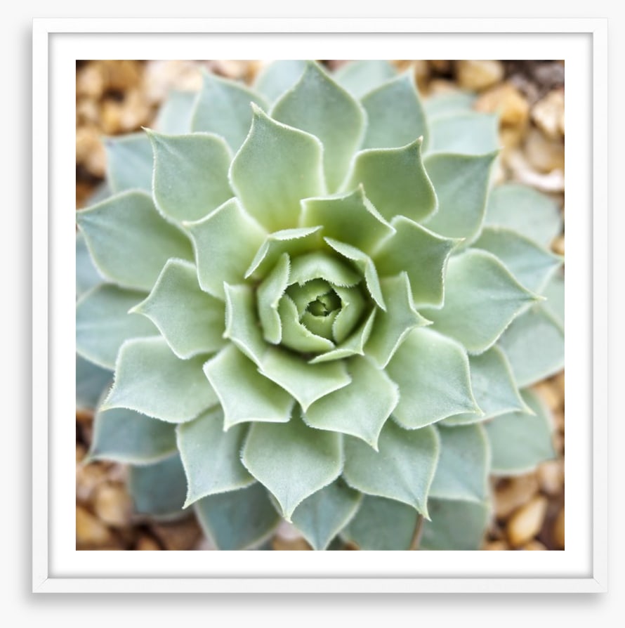 Radial succulent