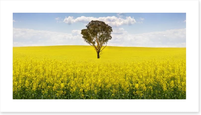 The canola tree