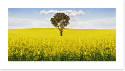 The canola tree