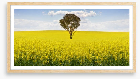 The canola tree