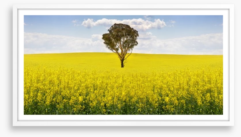 The canola tree