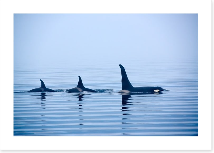 Fins in a pod