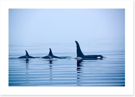 Fins in a pod