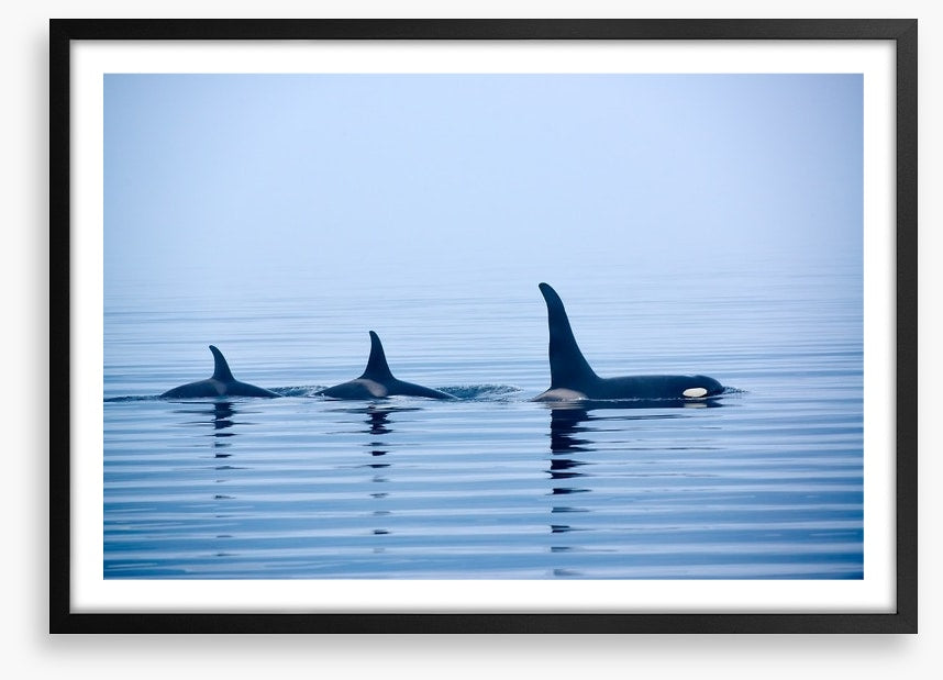 Fins in a pod