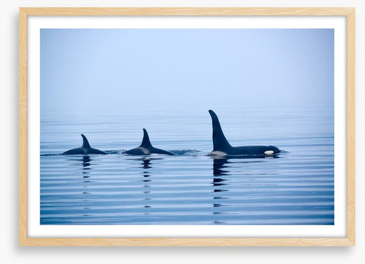 Fins in a pod