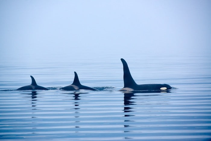 Fins in a pod