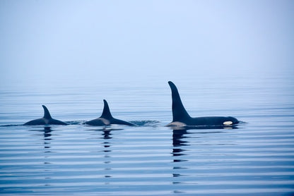 Fins in a pod