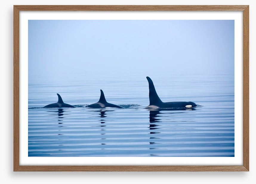 Fins in a pod