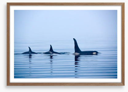 Fins in a pod