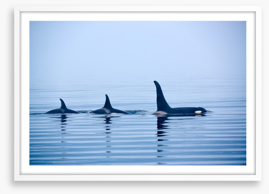 Fins in a pod