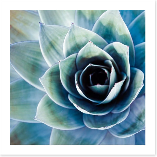 Succulent