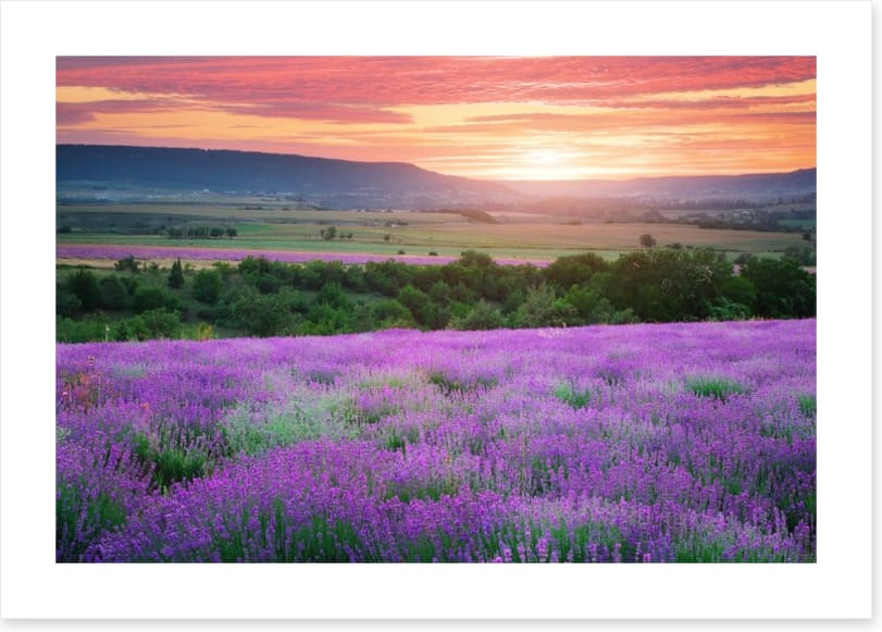 The lavender valley
