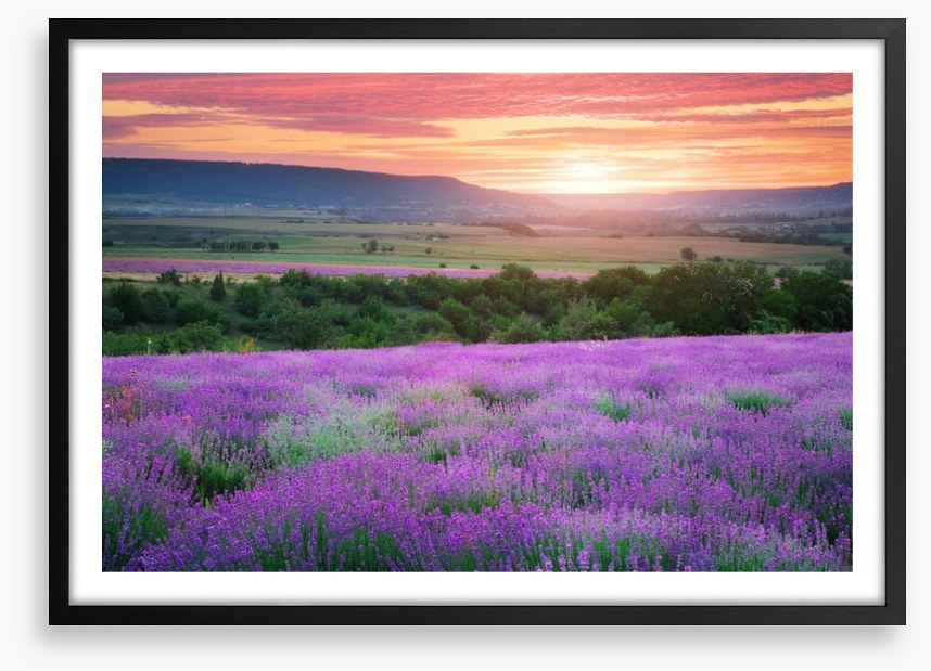 The lavender valley