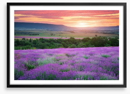 The lavender valley