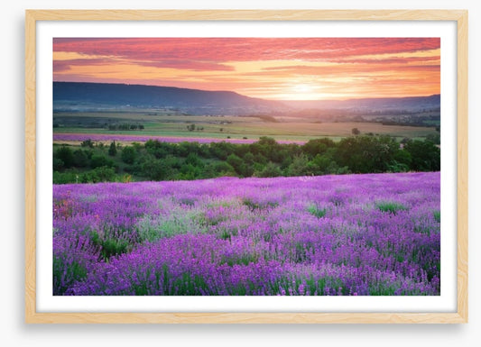 The lavender valley