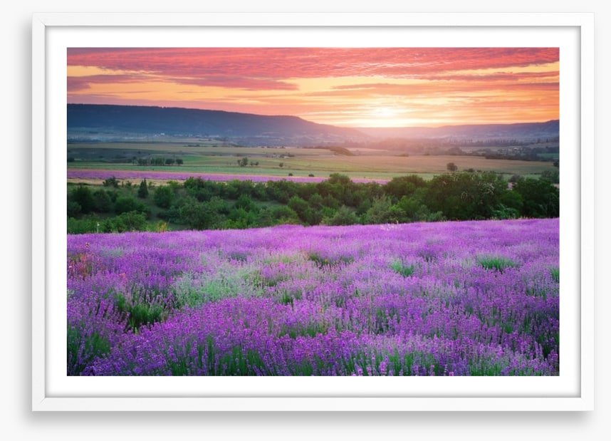 The lavender valley