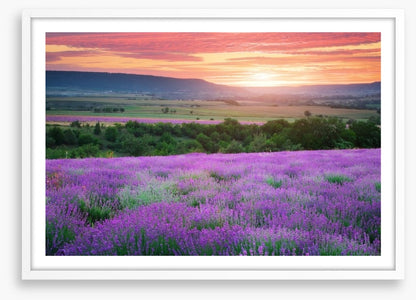 The lavender valley