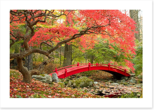 Red bridge in Autumn