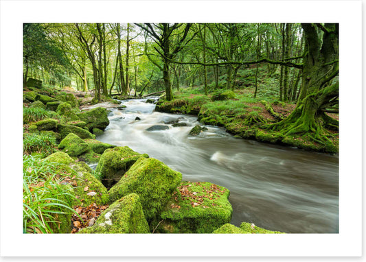 Green moss river