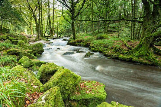 Green moss river