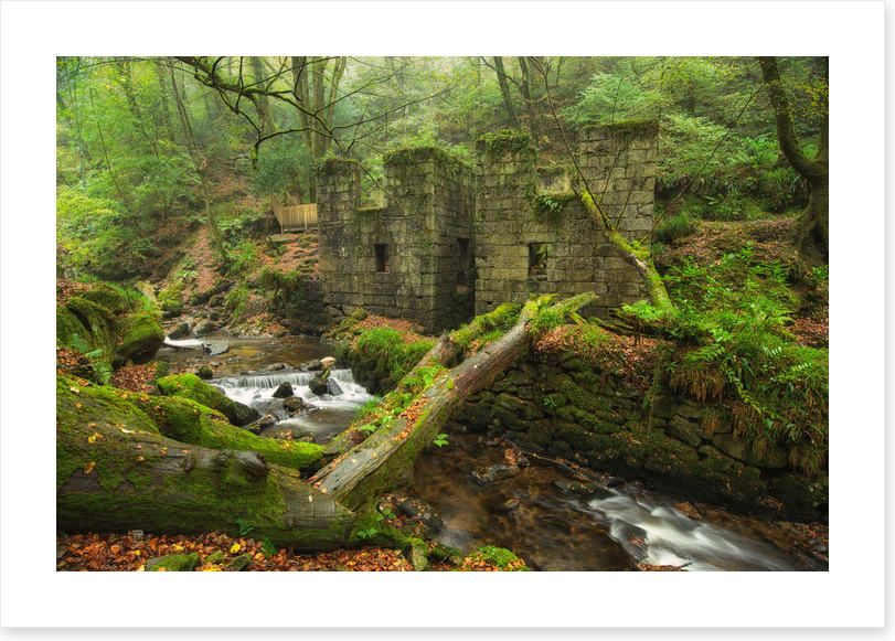 Forests