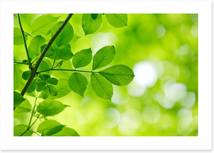Spring leaves macro