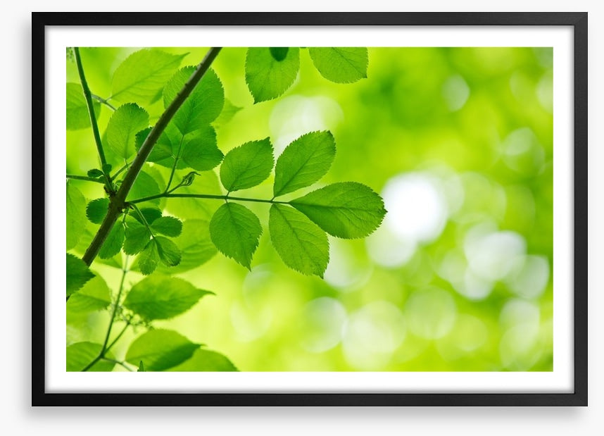 Spring leaves macro