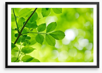 Spring leaves macro