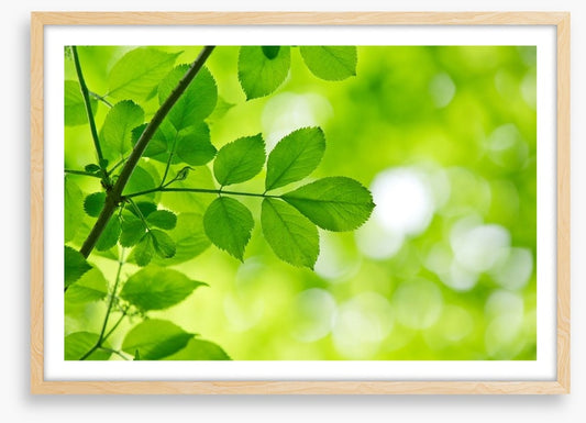 Spring leaves macro