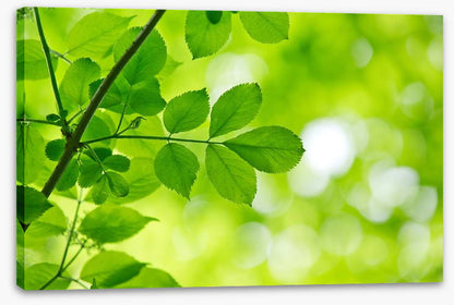 Spring leaves macro