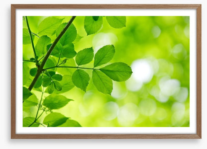 Spring leaves macro