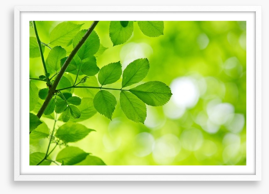 Spring leaves macro