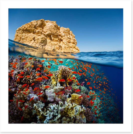 Below the Red Sea