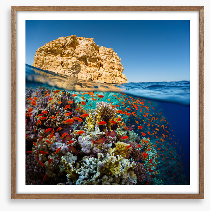Below the Red Sea