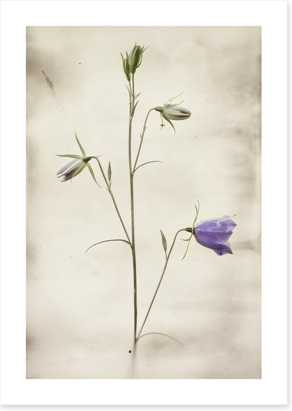 First to bloom