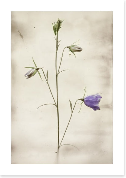 First to bloom
