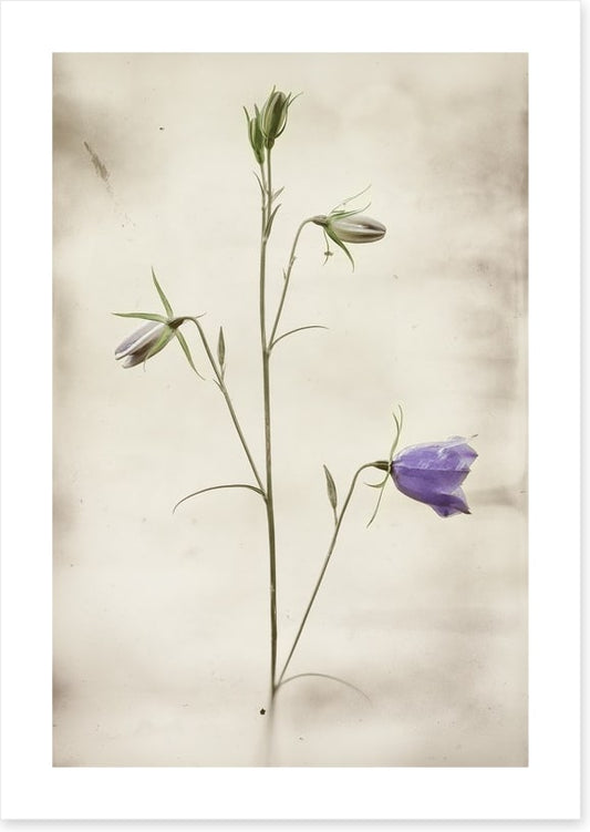 First to bloom
