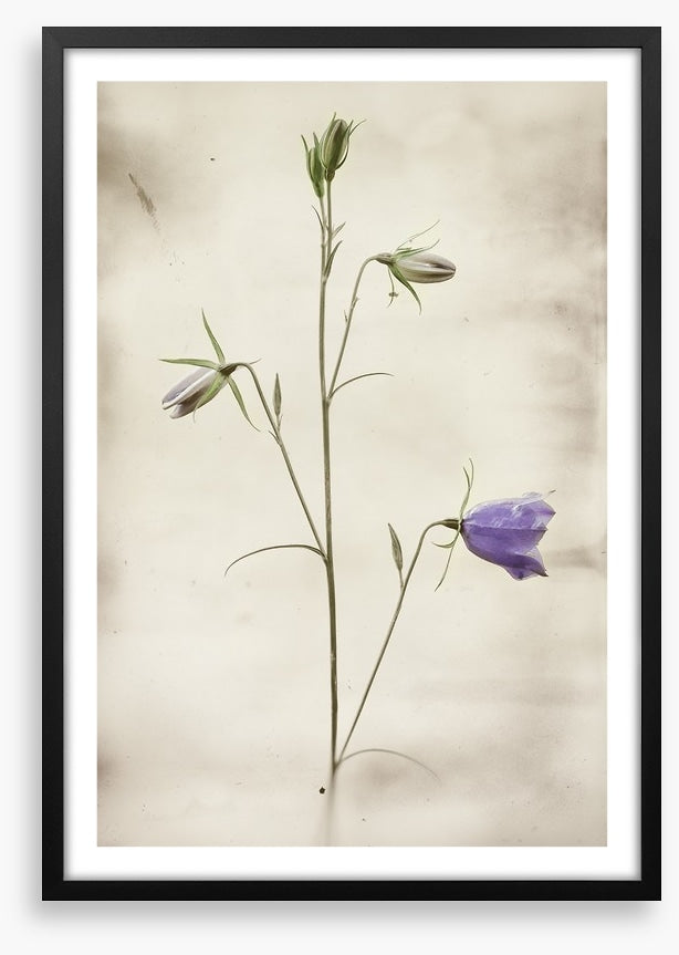 First to bloom